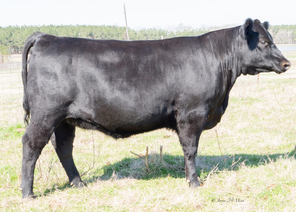 106 Angus Female Louisiana | Luke Mobley Col.