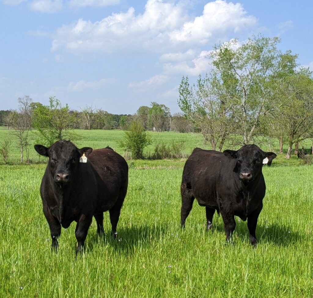 Dixie Farms Angus 