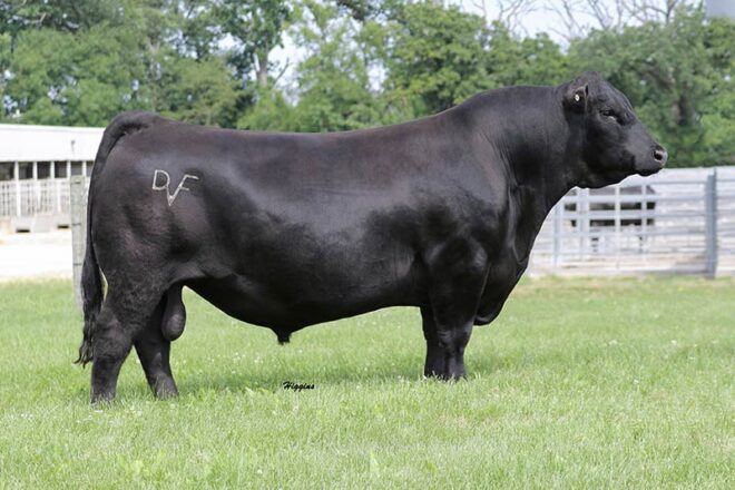 Heart of the Ozark Angus Association Sale | Luke Mobley Col.