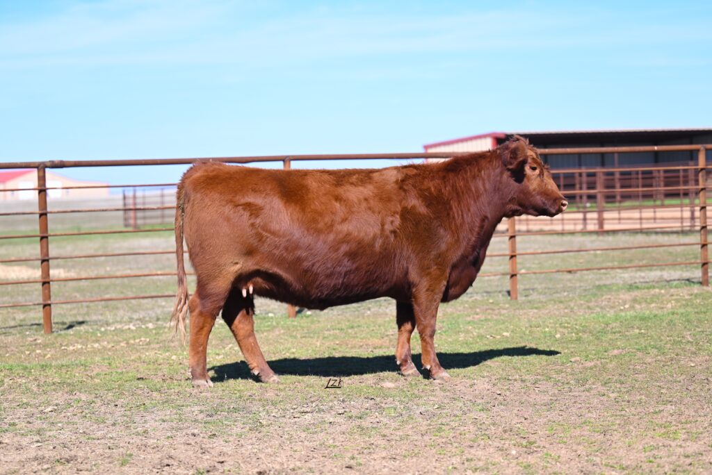 Anthony Red Angus Female 2052 | Luke Mobley Col.